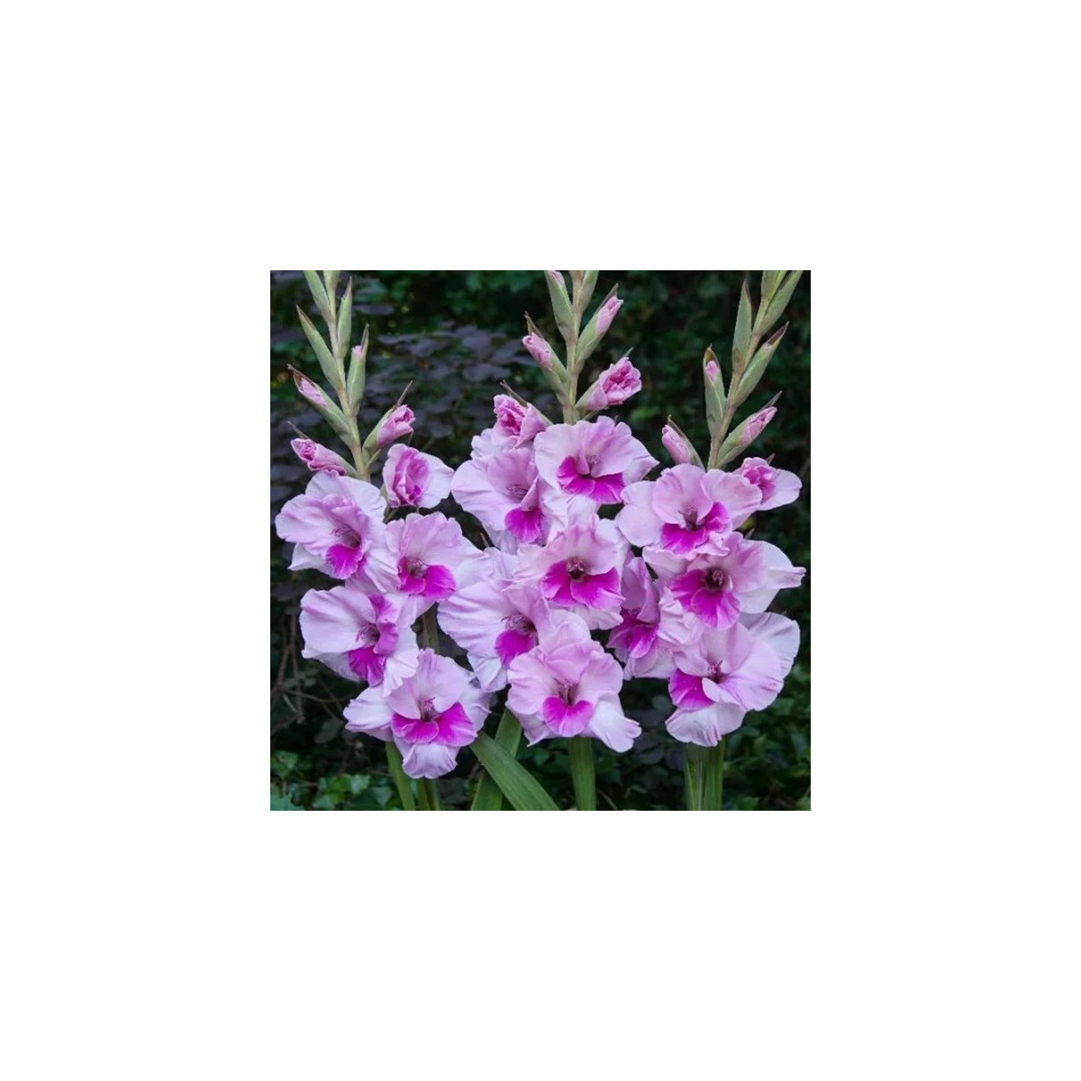 Mečík Alannah - Gladiolus - cibuloviny - 3 ks