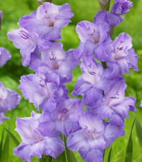 Mečík Milka - Gladiolus - cibuloviny - 3 ks