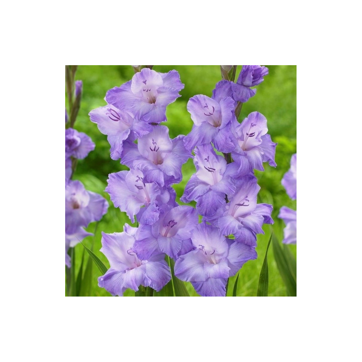 Mečík Milka - Gladiolus - cibuloviny - 3 ks