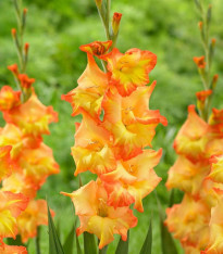 Mečík Sunshine - Gladiolus - cibuloviny - 3 ks