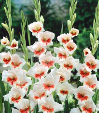Mečík Japonica - Gladiolus - cibuloviny - 3 ks