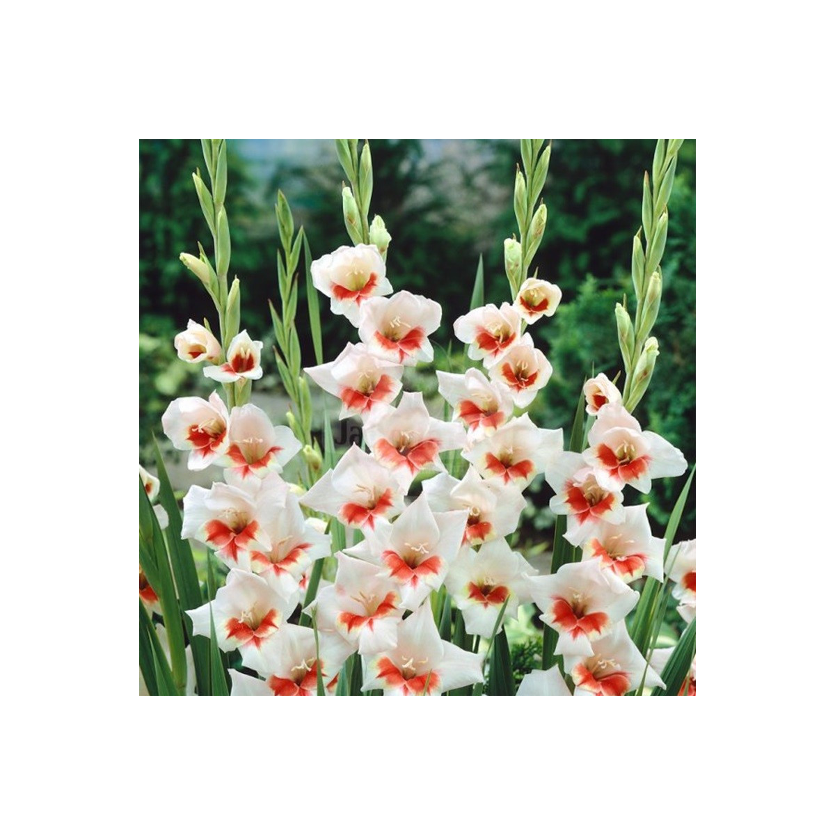 Mečík Japonica - Gladiolus - cibuloviny - 3 ks