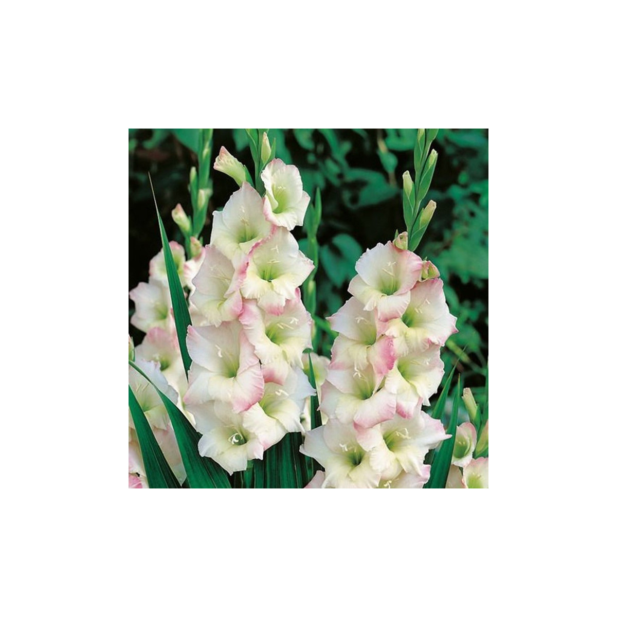 Mečík Cream Perfection - Gladiolus - cibuloviny - 3 ks