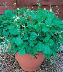 Jahodník lesní Mignonette - Fragaria vesca - semena - 15 ks