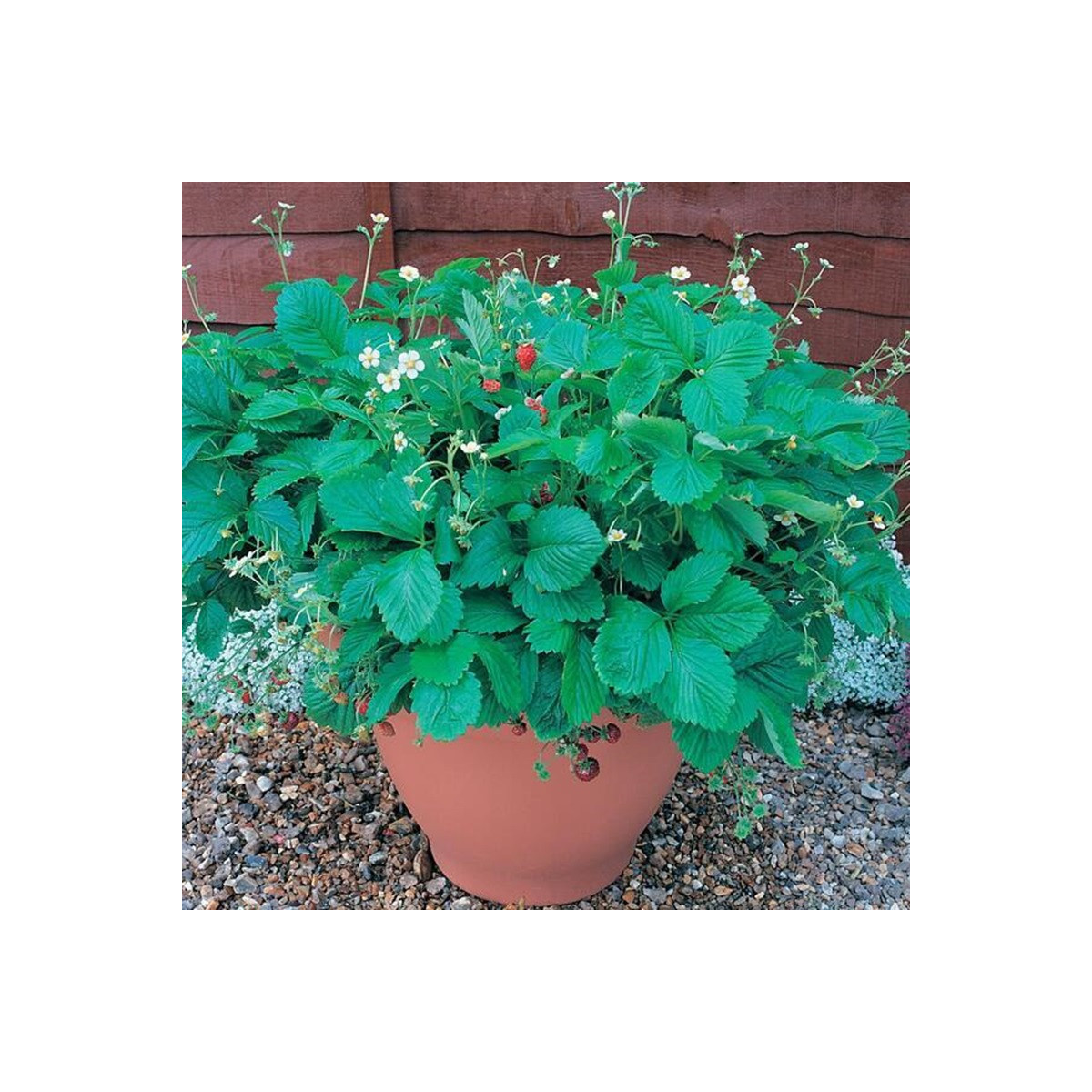 Jahodník lesní Mignonette - Fragaria vesca - semena - 15 ks