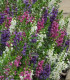Angelonie směs barev - Angelonia angustifolia - semena - 6 ks
