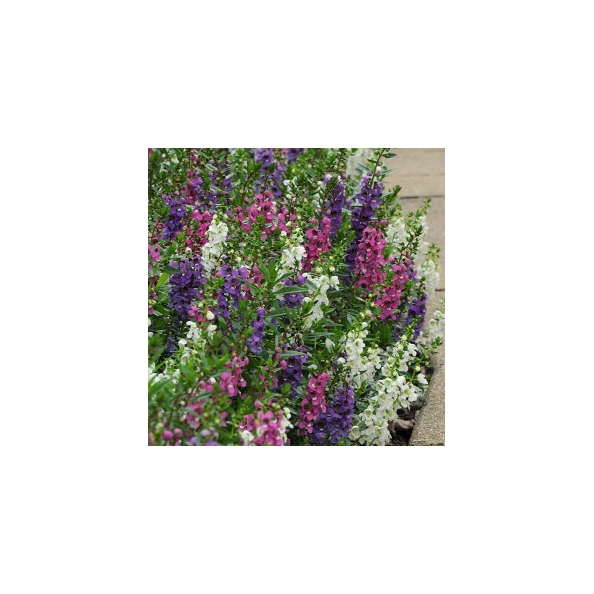 Angelonie směs barev - Angelonia angustifolia - semena - 6 ks