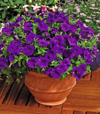 Petúnie Picobella modrá F1 - Petunia mill. - semena - 15 ks