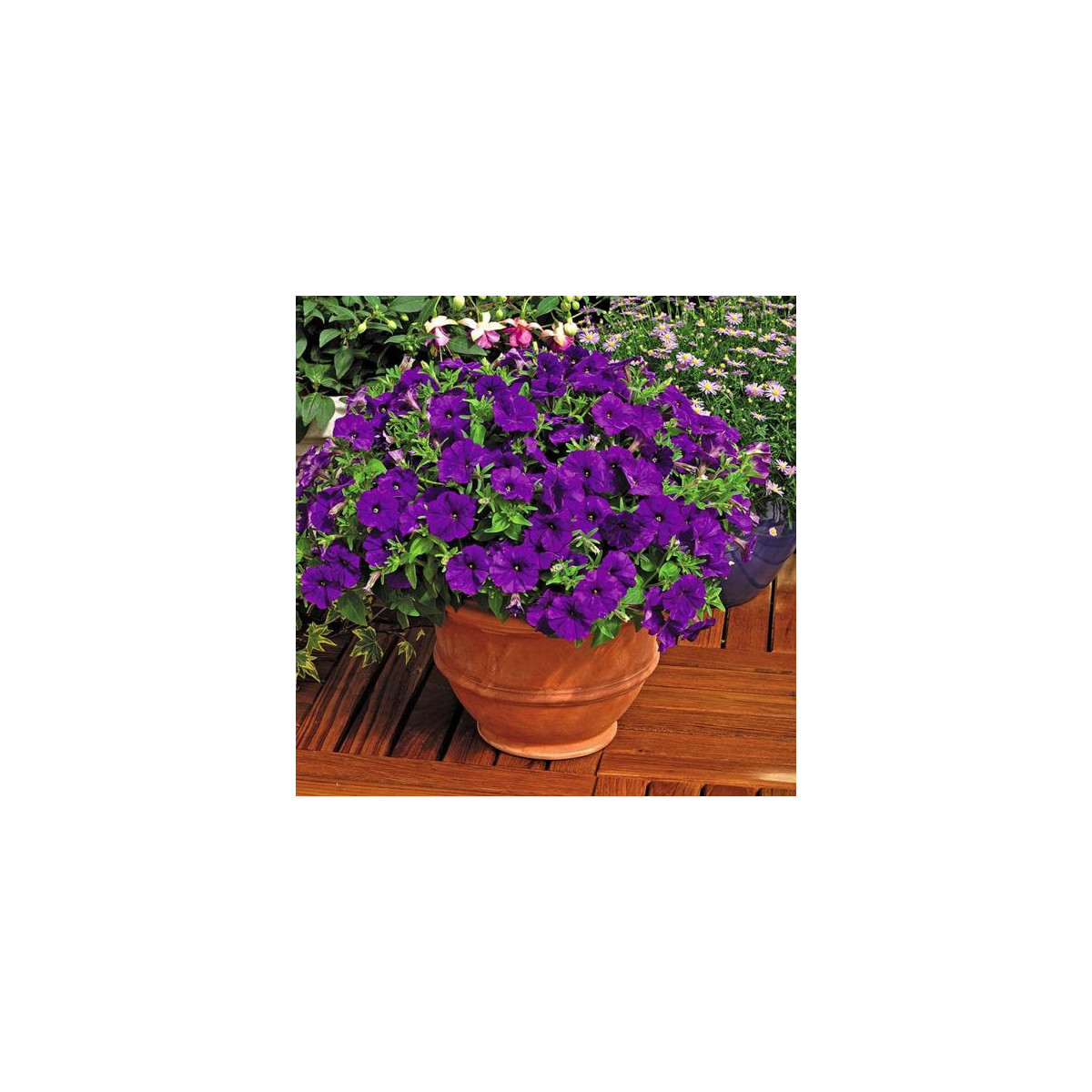 Petúnie Picobella modrá F1 - Petunia mill. - semena - 15 ks