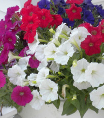 Petúnie Picobella směs barev F1 - Petunia mill. - semena - 15 ks