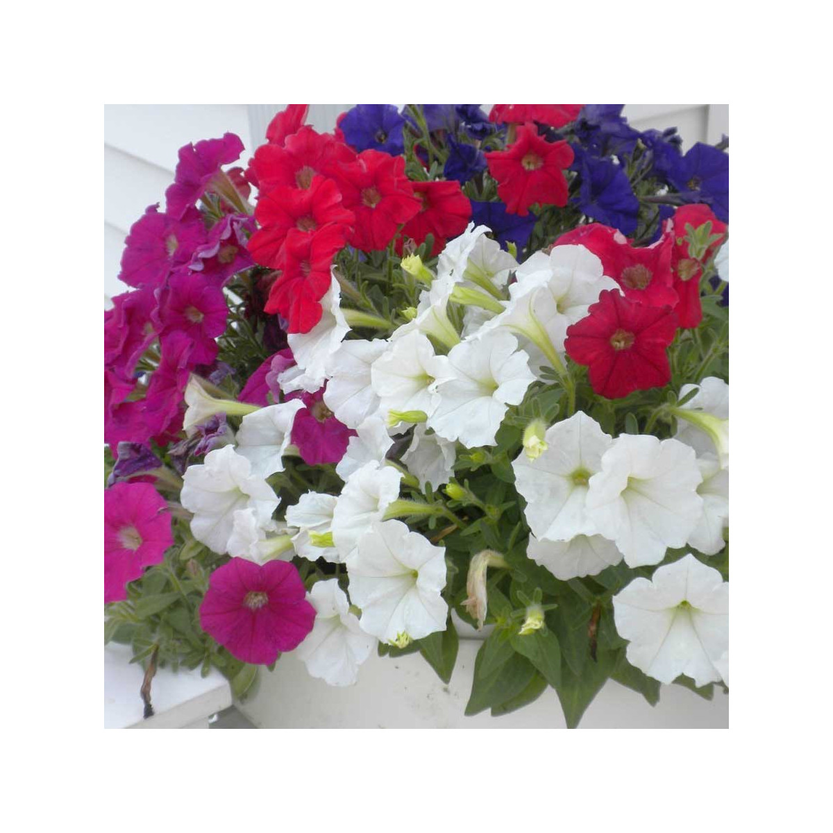 Petúnie Picobella směs barev F1 - Petunia mill. - semena - 15 ks