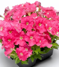 Petúnie Picobella růžová F1 - Petunia mill. - semena - 15 ks
