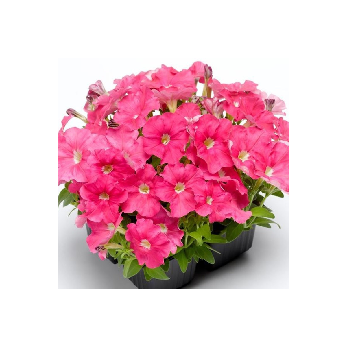 Petúnie Picobella růžová F1 - Petunia mill. - semena - 15 ks