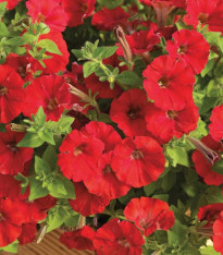 Petúnie Picobella červená F1 - Petunia mill. - semena - 15 ks
