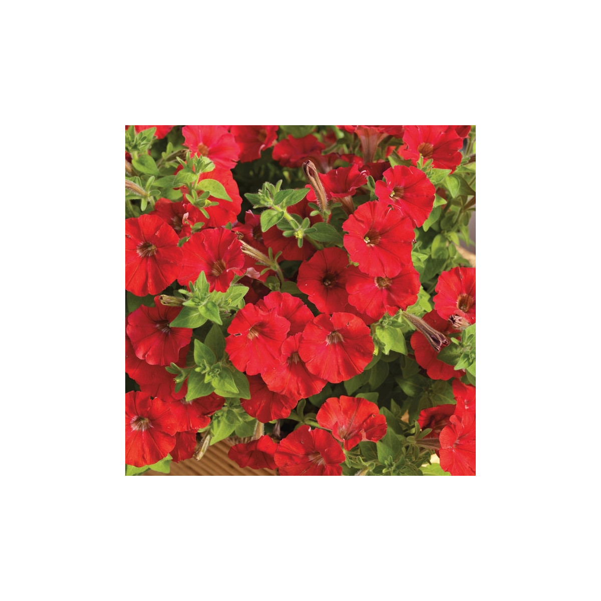 Petúnie Picobella červená F1 - Petunia mill. - semena - 15 ks