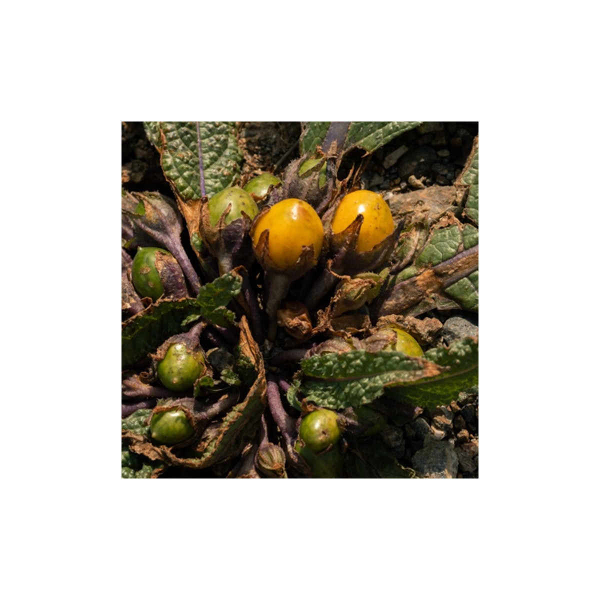 Mandragora lékařská - Mandragora officinalis - semena - 6 ks