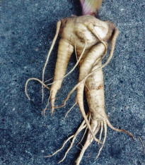 Mandragora lékařská - Mandragora officinalis - semena - 6 ks