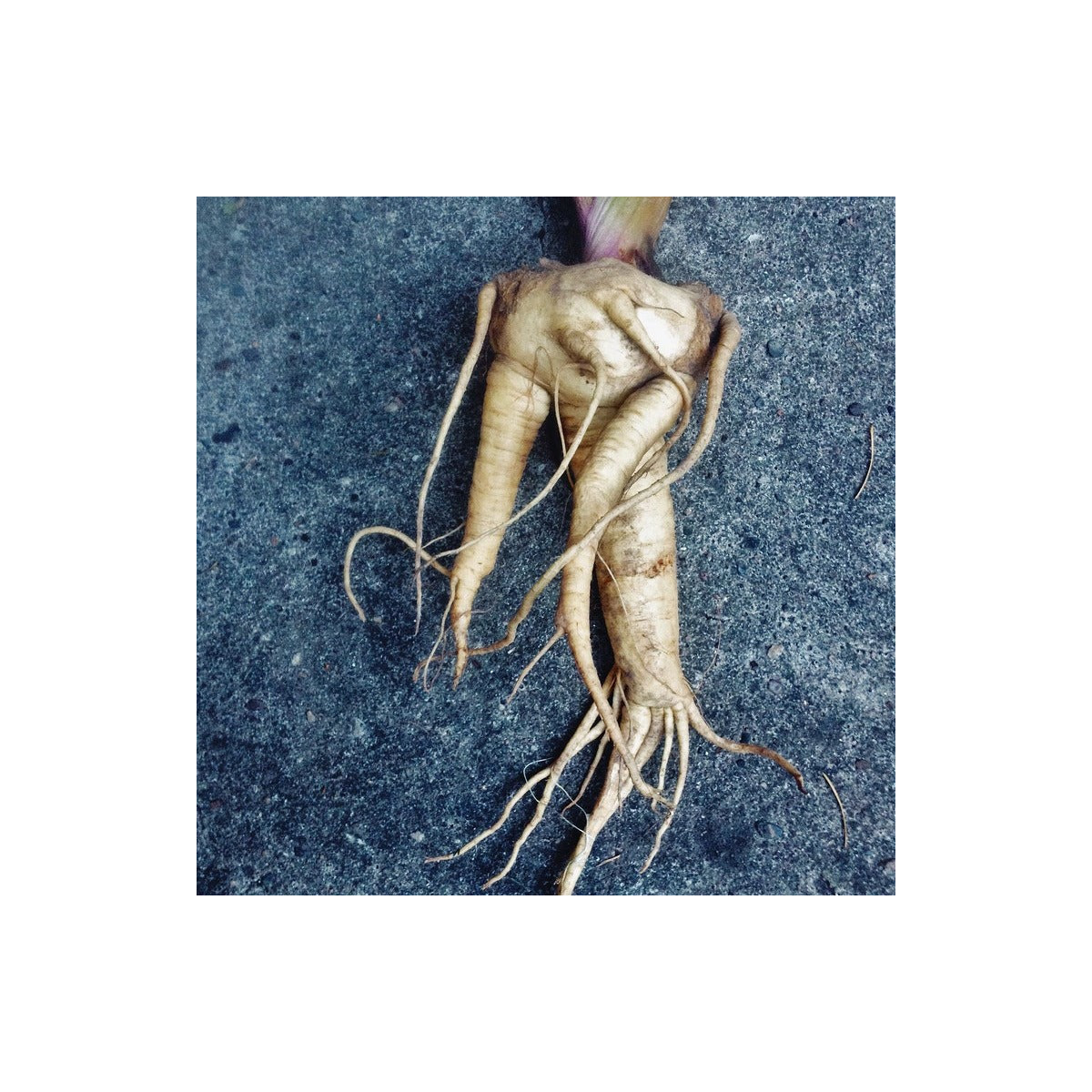 Mandragora lékařská - Mandragora officinalis - semena - 6 ks