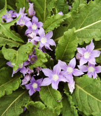 Mandragora lékařská - Mandragora officinalis - semena - 6 ks