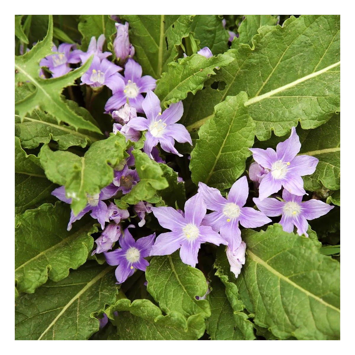 Mandragora lékařská - Mandragora officinalis - semena - 6 ks