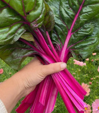 Mangold Magenta Sunset - Beta vulgaris - semena - 30 ks