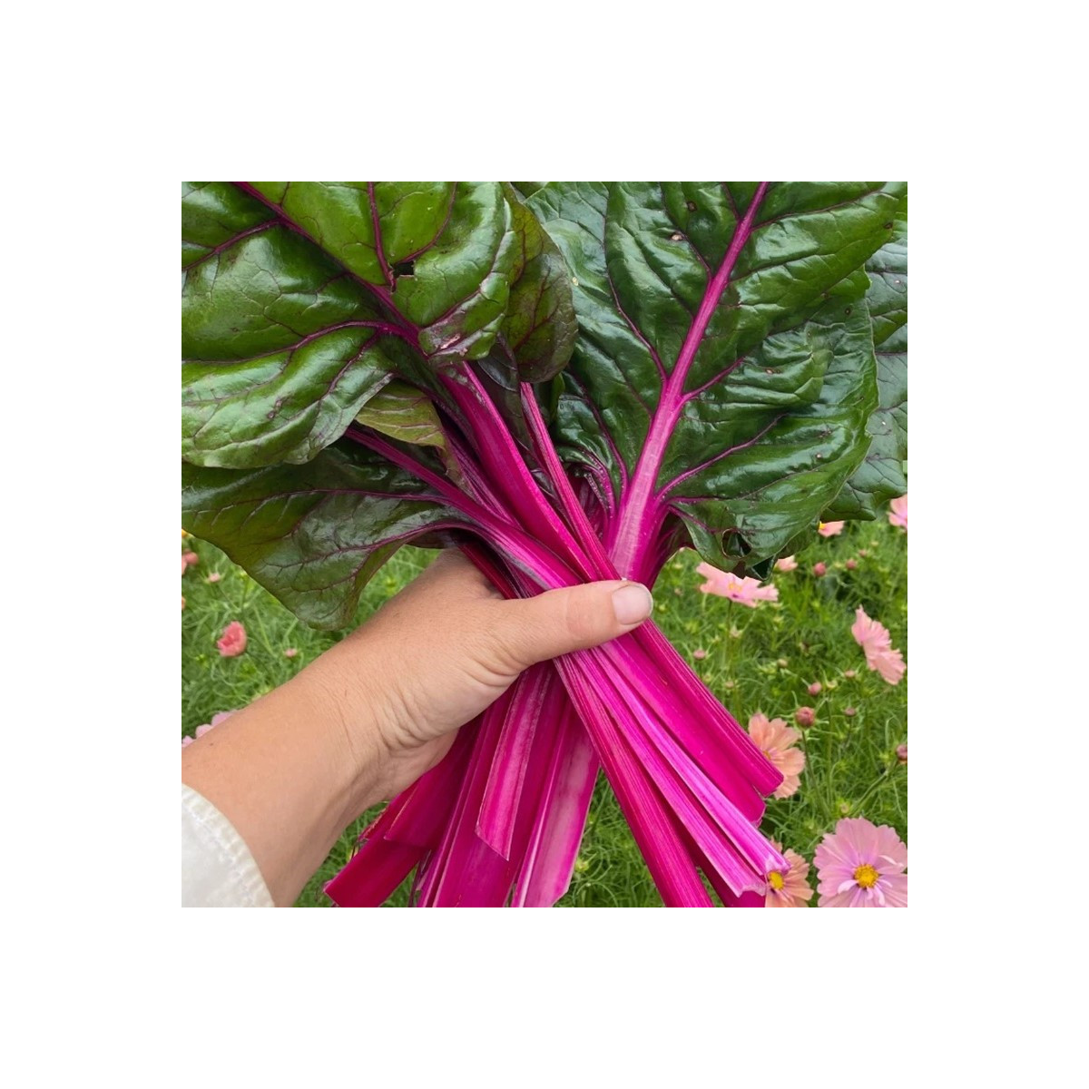 Mangold Magenta Sunset - Beta vulgaris - semena - 30 ks