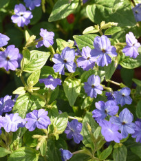 Broválie americká Blue Lady - Browallia americana - semena - 20 ks