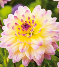 Jiřinka Sagitta - Dahlia - cibuloviny - 1 ks