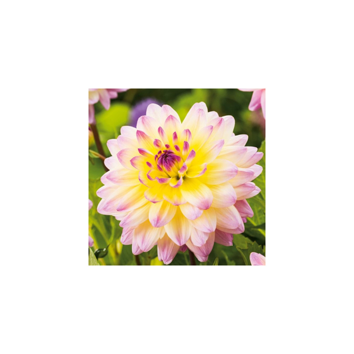 Jiřinka Sagitta - Dahlia - cibuloviny - 1 ks