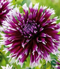 Jiřinka Alaune Clair-Obscur - Dahlia - cibuloviny - 1 ks