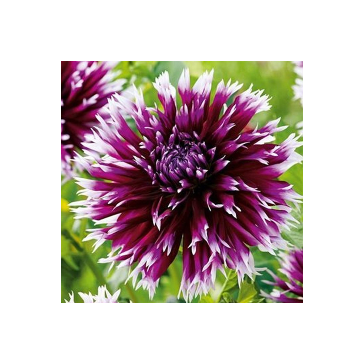 Jiřinka Alaune Clair-Obscur - Dahlia - cibuloviny - 1 ks