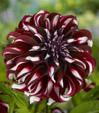 Jiřinka Tartan - Dahlia - cibuloviny - 1 ks