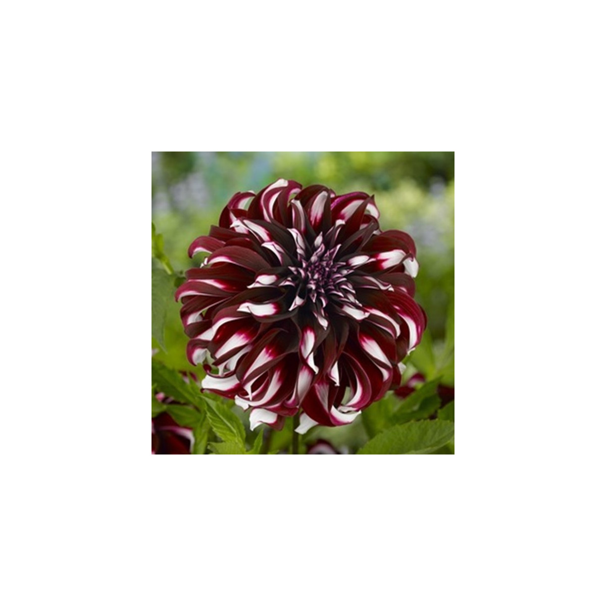 Jiřinka Tartan - Dahlia - cibuloviny - 1 ks