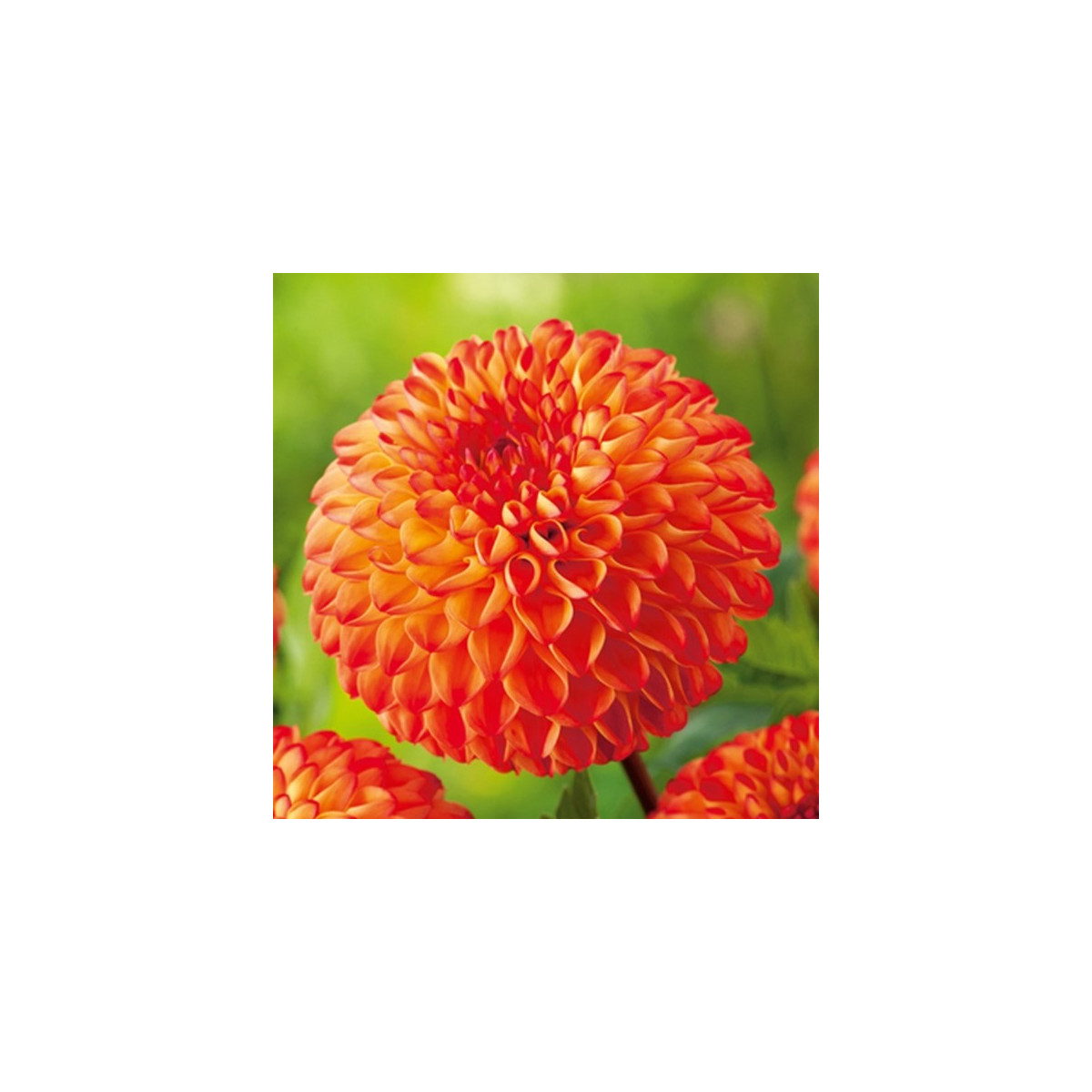 Jiřinka Mirella - Dahlia - cibuloviny - 1 ks