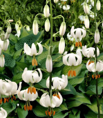 Lilie Martagon Snowy Morning - Lilium martagon - cibuloviny - 1 ks