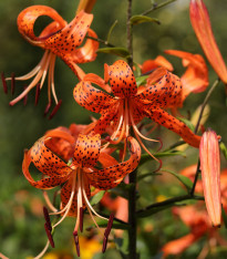 Lilie Tigrinum - Lilium - cibuloviny - 1 ks