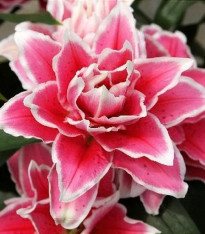 Lilie Roselily Samantha - Lilium - cibuloviny - 1 ks