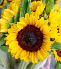 Slunečnice Big Smile - Helianthus annuus - semena - 8 ks
