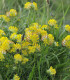 Úročník bolhoj - Anthyllis vulneraria - semena - 30 ks
