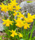 Narcis Baby moon - Narcissus Jonquilla - cibuloviny - 3 ks