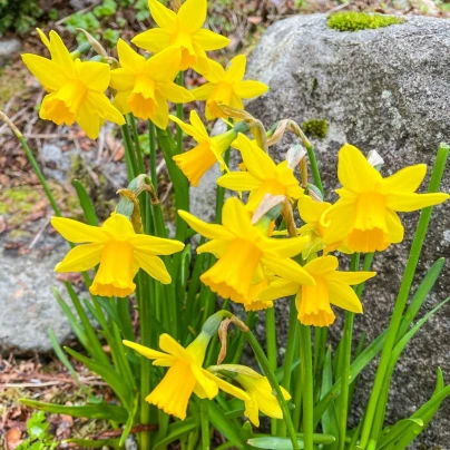 Narcis Baby moon - Narcissus Jonquilla - cibuloviny - 3 ks