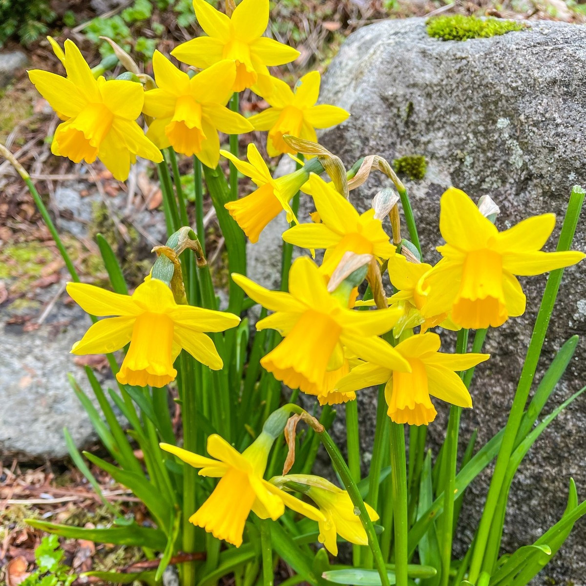 Narcis Baby moon - Narcissus Jonquilla - cibuloviny - 3 ks