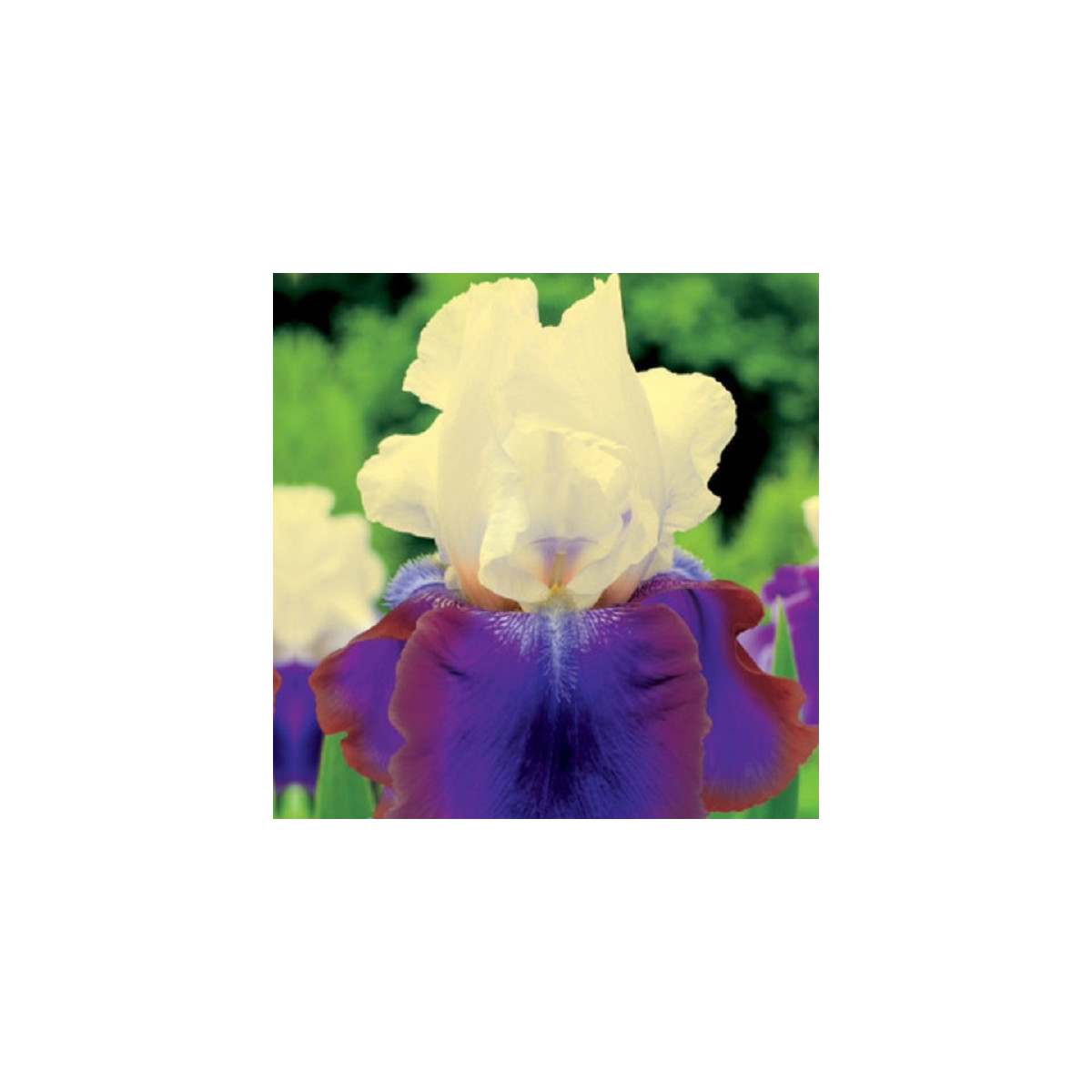 Kosatec německý Burgermeister - Iris germanica - hlízy - 1 ks