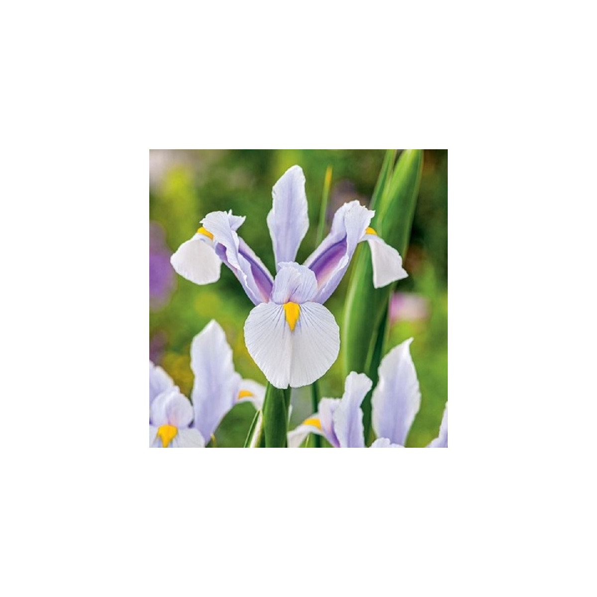 Kosatec holandský Carmen - Iris hollandica - cibuloviny - 3 ks