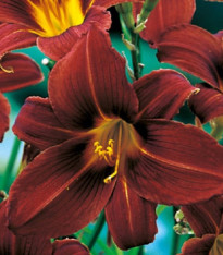 Denivka Black Prince - Hemerocallis - cibuloviny - 1 ks