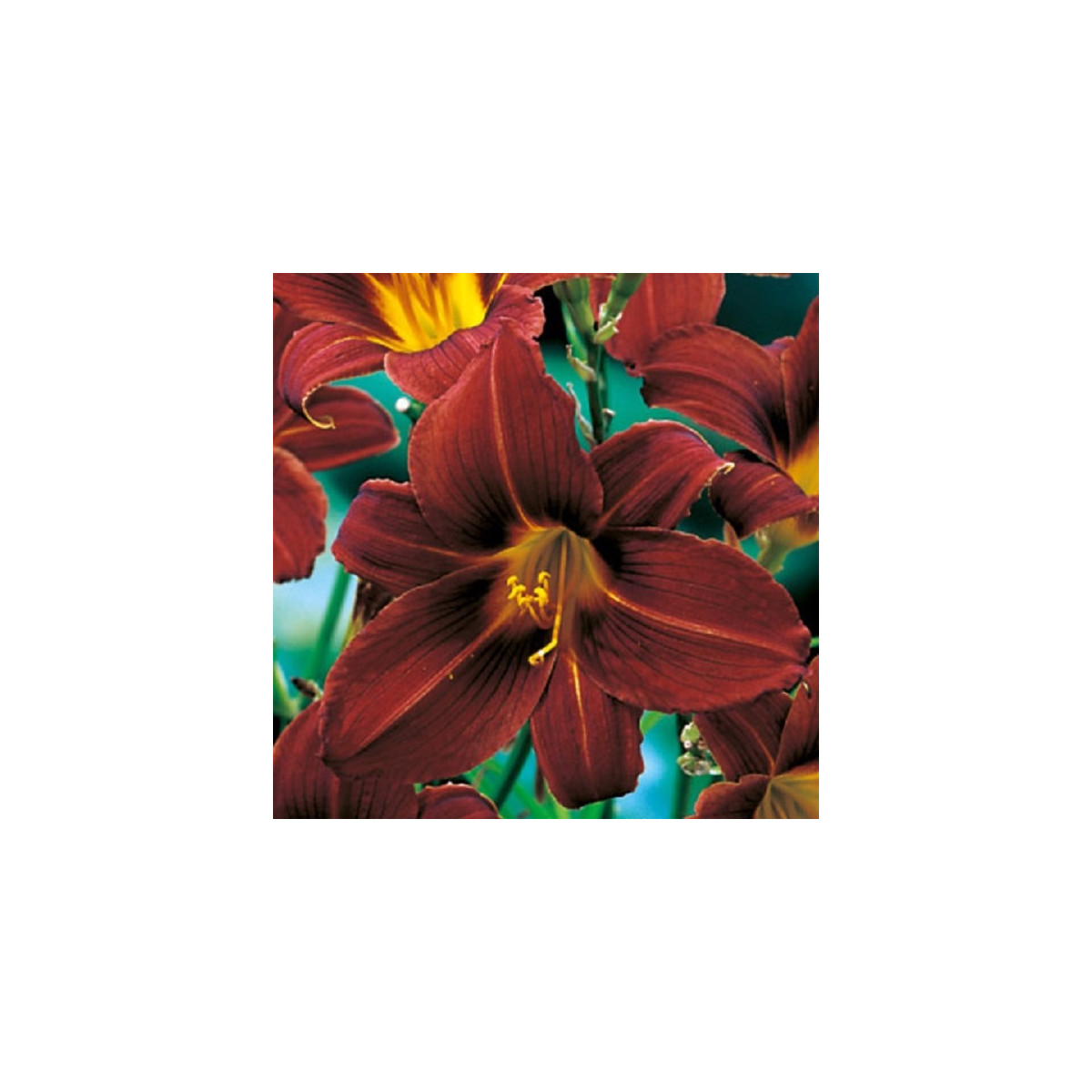 Denivka Black Prince - Hemerocallis - cibuloviny - 1 ks