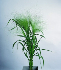 Proso prutnaté Fontaine - Panicum virgatum - semena - 50 ks