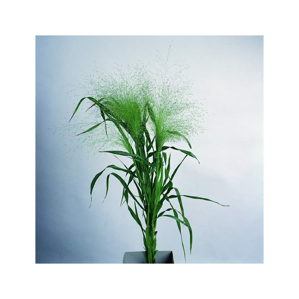 Proso prutnaté Fontaine - Panicum virgatum - semena - 50 ks