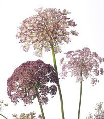 Okrasná mrkev Dara - Daucus carota - semena - 20 ks