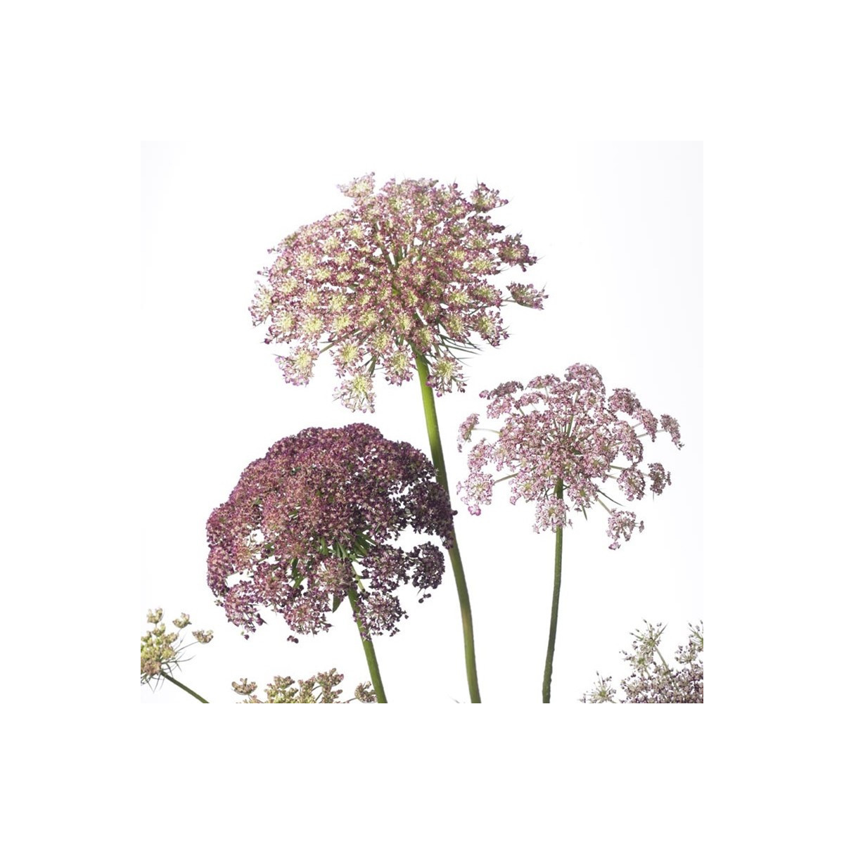 Okrasná mrkev Dara - Daucus carota - semena - 20 ks